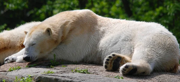 Isbjörnen Ursus Maritimus Björn Som Till Stor Del Infödd Polcirkeln — Stockfoto