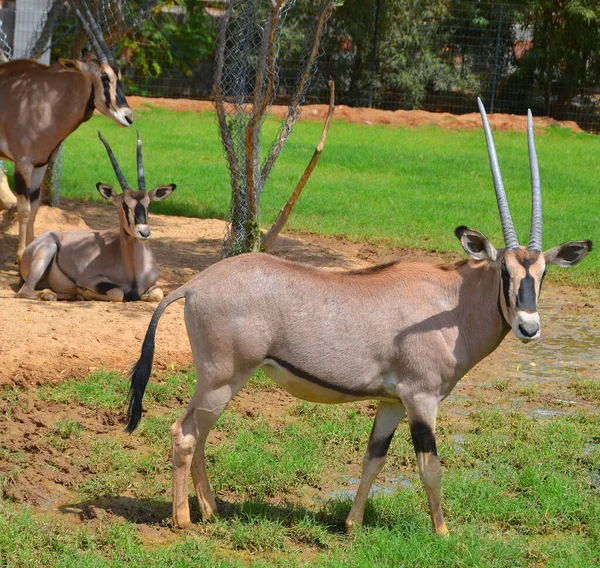 Orídea África Oriental Oryx Beisa También Conocida Como Beisa Una —  Fotos de Stock