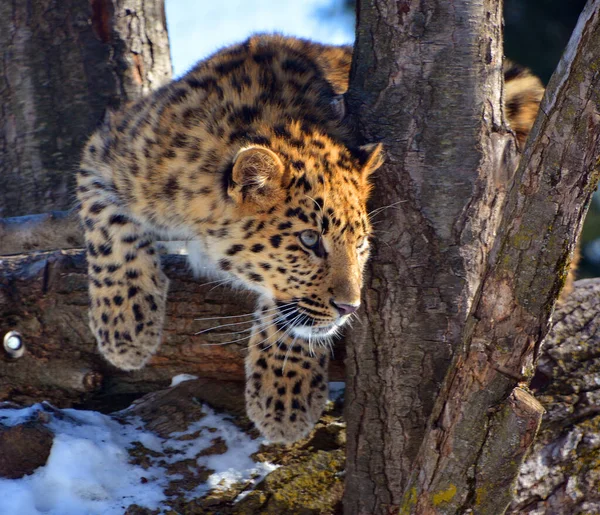 Léopard Amour Est Une Sous Espèce Léopard Originaire Région Primorye — Photo