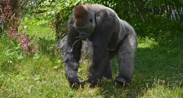 Silver Back Gorillas Ground Dwelling Predominantly Herbivorous Apes Inhabit Forests — Stock Photo, Image