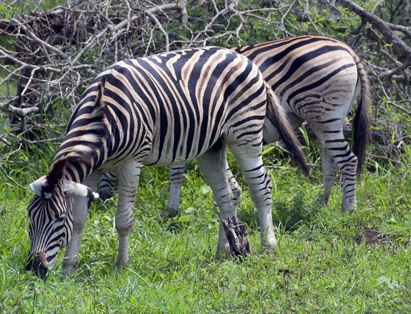 Saboree Estas Cebras Los Arbustos Mientras Visita Famoso Parque Nacional — Foto de Stock