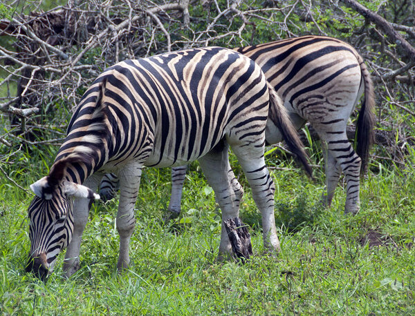 Saw these Zebra in the bushes whilst visiting the famous Kruger National Park in South Africa.