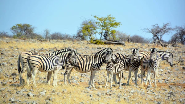 ゼブラス ゼブラス アフリカのいくつかの種のエクイド 特徴的な黒と白の縞模様で統一される エトーシャ国立公園 エトーシャこくりつこうえん はナミビア北西部の国立公園 — ストック写真
