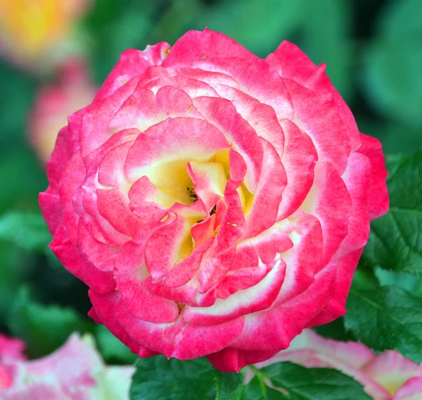 Rose Woody Perennial Flowering Plant Genus Rosa Family Rosaceae Flower — Stock Photo, Image