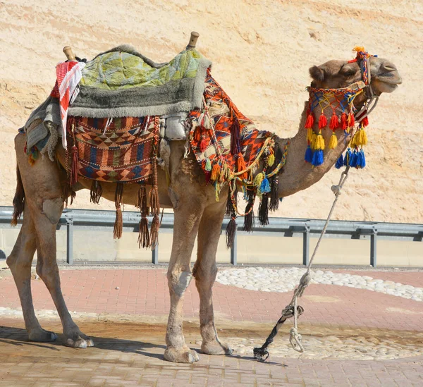 Верблюд Бедуин Пути Мертвому Морю Израиль — стоковое фото