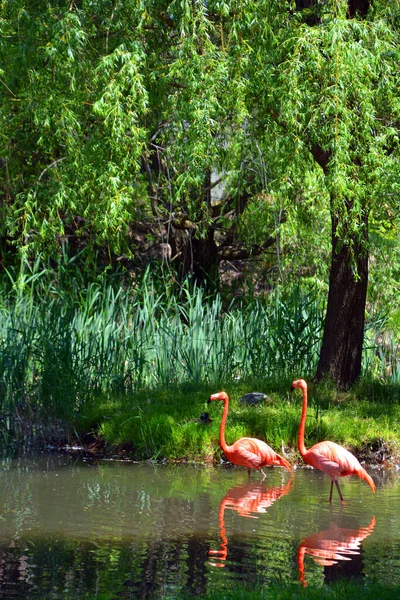 Flamingos Flamingoes 포효하는 일종으로 포에니 속하는 속이다 아메리카에는 구세계에는 — 스톡 사진