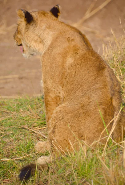 León Cachorro Encuentro León Programa Conservación Activa Que Apasionado Asegurar — Foto de Stock