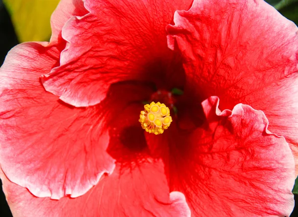 Fiore Ibisco Rosso Giardino — Foto Stock