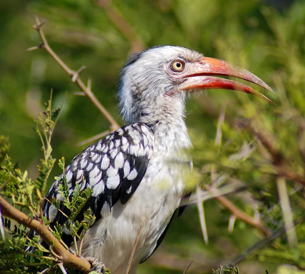 Pale Billed Hornbill Sudáfrica Pale Billed Hornbill Tockus Pallidrostris Una —  Fotos de Stock