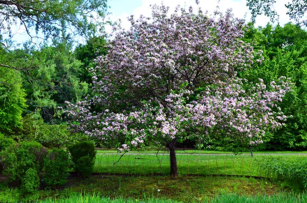 Blühender Apfelbaum Park — Stockfoto