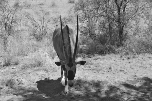 Gemsbock Gemsbock Oryx Gazella Namib Naukluft 공원은 나미브 사막의 세계에서 — 스톡 사진