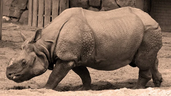 Das Indische Nashorn Rhinoceros Unicornis Wird Auch Großes Einhörnernashorn Und — Stockfoto