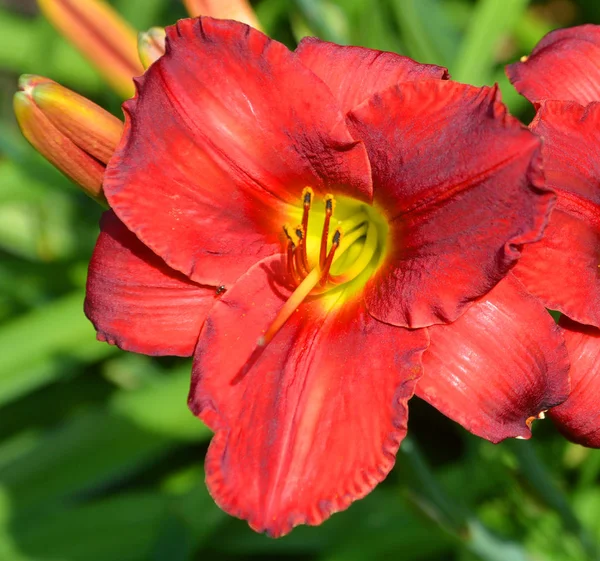 ユリはヘメロカリス属の開花植物です園芸愛好家とプロの園芸家は長い間彼らの魅力的な花のためにデイリリー種を飼育してきました — ストック写真
