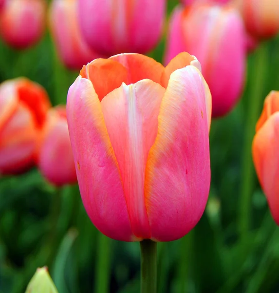 Beautiful Tulips Garden — Stock Photo, Image