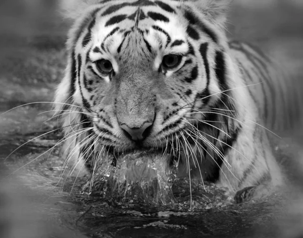 老虎特写 Panthera Tigris 是最大的猫科动物 它是第三大陆地食肉动物 仅次于北极熊和棕熊 — 图库照片