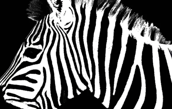 Zebra Skin Close Illustration — Stock Photo, Image
