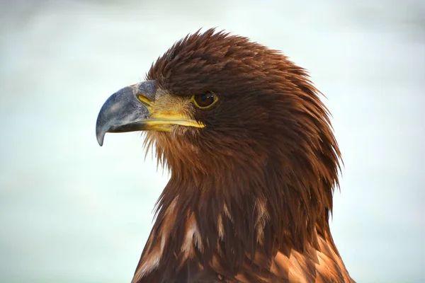 The steppe eagle is a bird of prey. Like all eagles closely related to the non-migratory tawny eagle (Aquila rapax) and the two forms have previously been treated as conspecific.