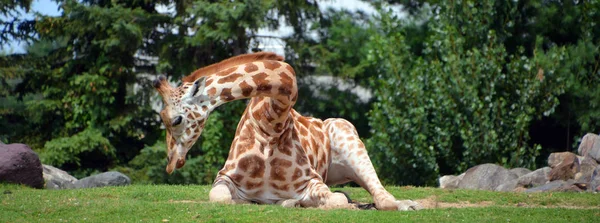 Zürafa, Afrika 'da yaşayan tek ayak parmaklı tek ayaklı bir memelidir. Karada yaşayan en uzun hayvan türü ve en büyük geviş getiren hayvan türüdür..