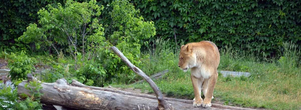 Lion Est Des Quatre Grands Félins Genre Panthera Membre Famille — Photo