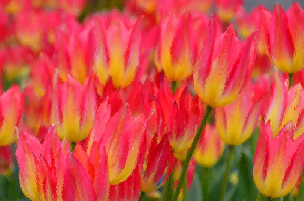 Hermosos Tulipanes Rojos Jardín — Foto de Stock