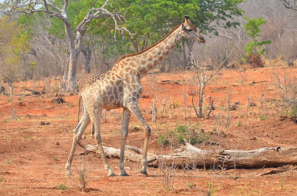 Жираф Giraffa Camelopardalis Африканський Негустий Ссавець Найвищий Усіх Видів Наземних — стокове фото
