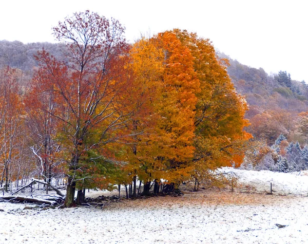 Paisaje Finales Otoño Bromont Municipio Del Este Quebec Canadá —  Fotos de Stock