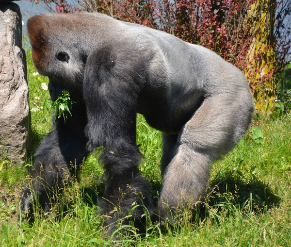 Ezüst Hátú Gorillák Földlakó Túlnyomórészt Növényevő Majmok Amelyek Közép Afrika — Stock Fotó