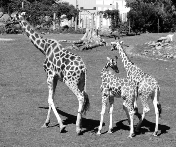 Girafe Giraffa Camelopardalis Est Mammifère Ongulé Doigts Pairs Africain Grand — Photo