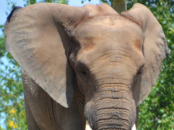 Los Elefantes Africanos Son Elefantes Del Género Loxodonta Género Está — Foto de Stock