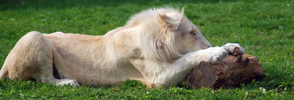 Leão Branco Uma Rara Mutação Cor Leão Até 2009 Quando — Fotografia de Stock