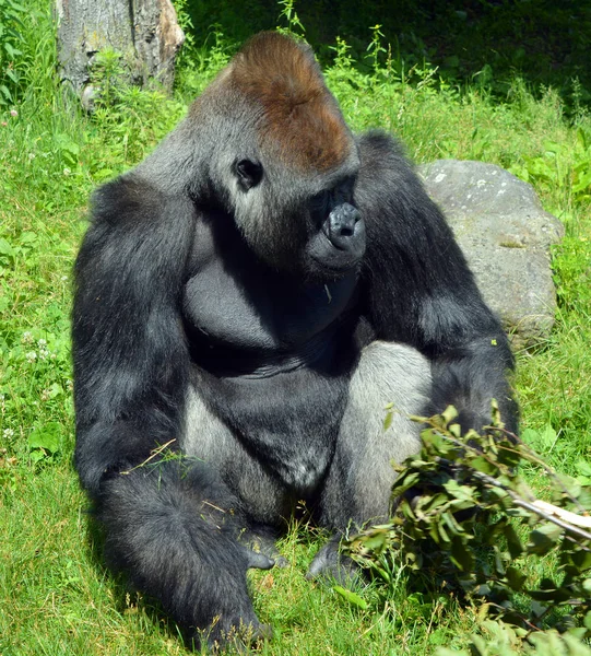 Silberrücken Gorillas Sind Bodenbewohnende Überwiegend Pflanzenfressende Affen Die Die Wälder — Stockfoto