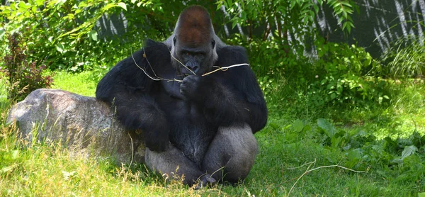 Gorilla Dorsali Argentate Sono Dimora Terra Prevalentemente Scimmie Erbivore Che — Foto Stock