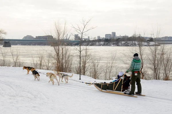 2012年1月 随着蒙特利尔雪村狗拉雪橇的出现 狗拉雪橇来到蒙特利尔成为冬季的一个主要景点 — 图库照片