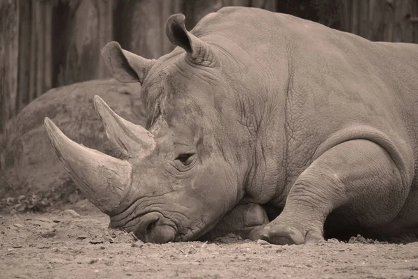Rhinocéros Rhinocéros Est Groupe Cinq Espèces Ongulés Famille Des Rhinocerotidae — Photo
