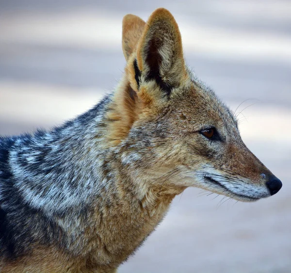 wild fox in Namibia desert