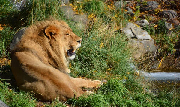 Lejonet Fyra Stora Katterna Släktet Panthera Och Medlem Familjen Felidae — Stockfoto