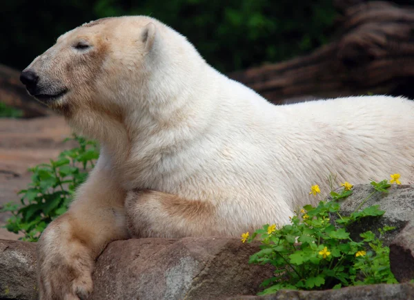 북극곰 Ursus Maritimus 은주로 북극해 주위의 주변의 육지를 둘러싸고 북극권내에 — 스톡 사진