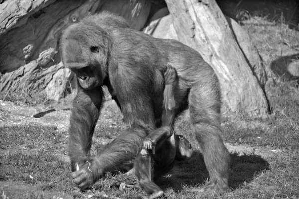 Madre Bambino Gorillas Sono Più Grande Specie Esistente Primati Sono — Foto Stock