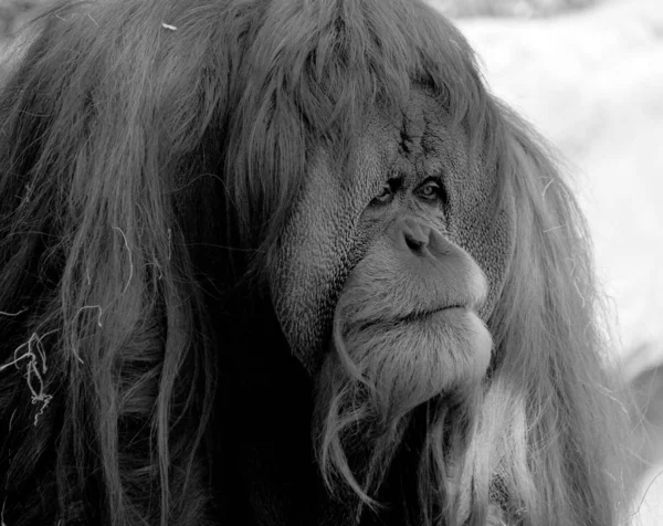 Orangutan Orangutang Orangutang Veya Orangutang Asya Kökenli Iki Büyük Maymun — Stok fotoğraf