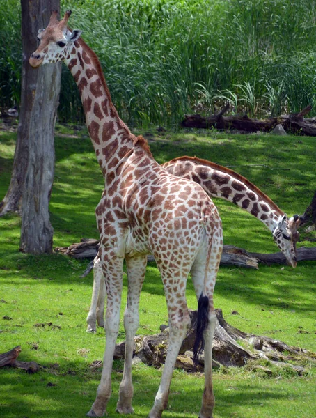 Жираф Giraffa Camelopardalis Африканское Копытное Копытное Млекопитающее Самое Высокое Ныне — стоковое фото