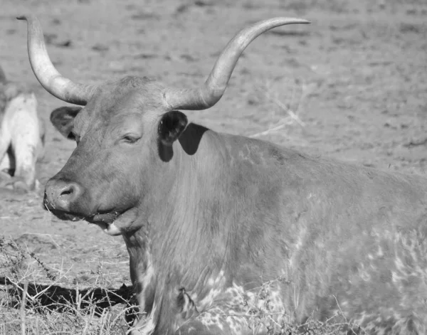 テキサス ロングホーン テキサス ロングホーン その特徴的な角で知られる牛の品種で 7フィート まで延長することができる — ストック写真