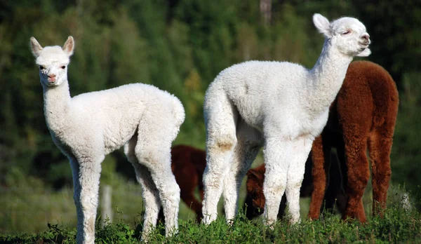 Alpaca Одомашнений Вид Південноамериканських Камелідів Resembles Small Llama Appearance Alpacas — стокове фото