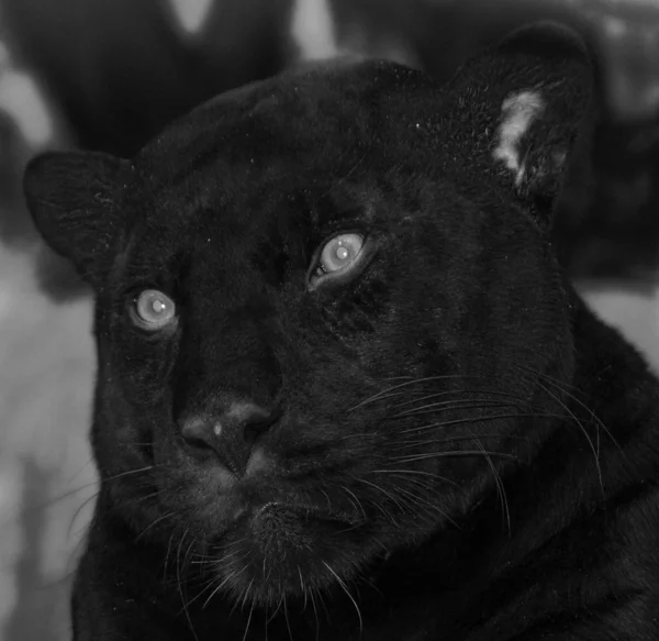 A melanistic black jaguar is a color morph which occurs at about 6 percent frequency in populations