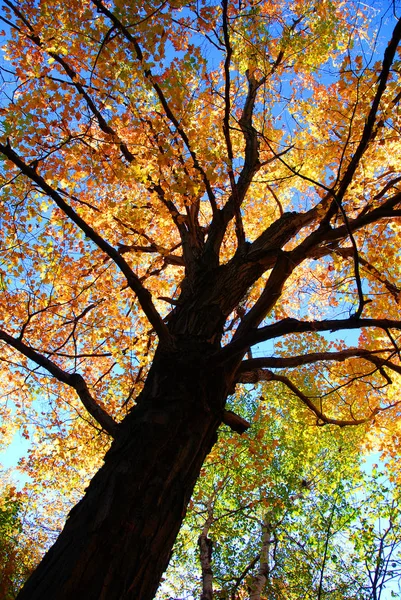 Otoño Parque — Foto de Stock