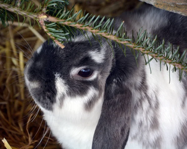 Милый Кролик Траве — стоковое фото