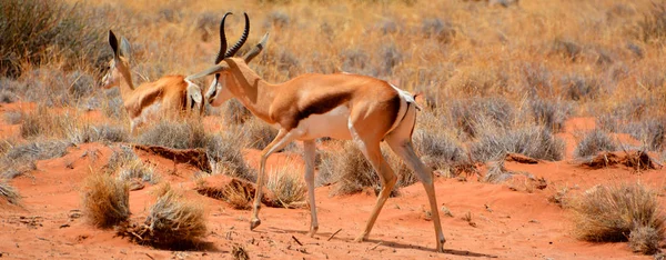 Antilopok Egy Csoportja Sivatagban — Stock Fotó