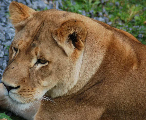 Aslan Panthera Cinsindeki Dört Büyük Kediden Biri Felidae Familyasının Bir — Stok fotoğraf