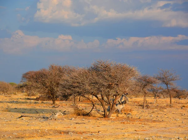 Krajobraz Parku Narodowego Etosha Jest Parkiem Narodowym Północno Zachodniej Namibii — Zdjęcie stockowe