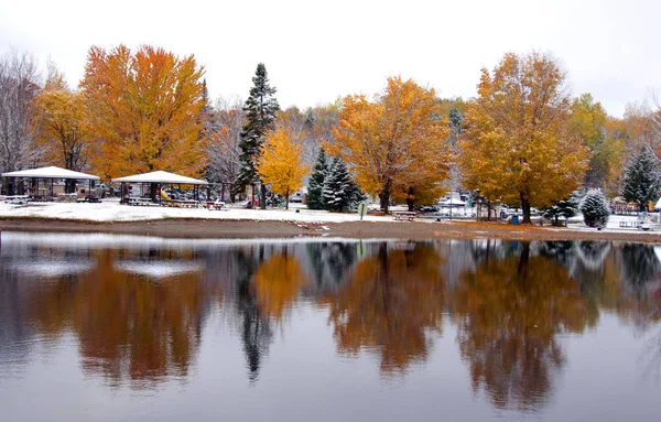 Kleurrijke Boom Van Het Bos Bedekt Met Sneeuw — Stockfoto