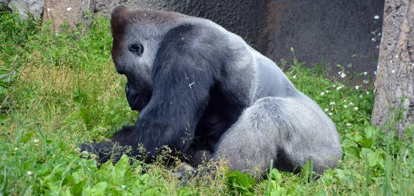 Silver Back Gorillas Ground Dwelling Predominantly Herbivorous Apes Inhabit Forests — Stock Photo, Image